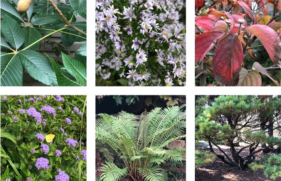 native plants